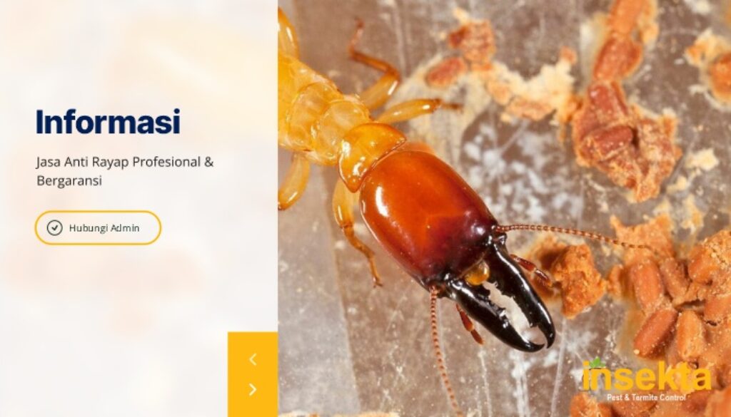 Jasa Anti Rayap Profesional & Bergaransi – Insekta Pest Control