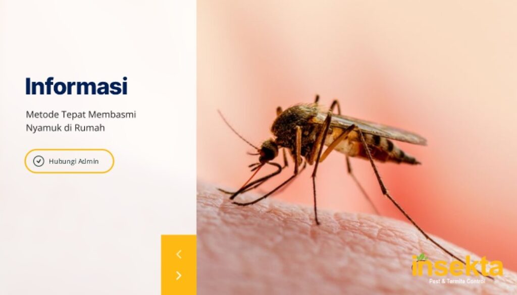 Metode Tepat Membasmi Nyamuk di Rumah - Insekta Pest Control